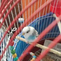 مرغ عشق اسپانگل مولد به شرط|پرنده|سقز, |دیوار