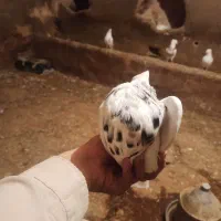 پرنده|پرنده|کنگاور, |دیوار