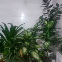 فروش گل