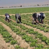 نیازمند نیروی کارگر مرد و زن برای وجین