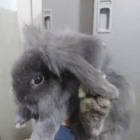 واگذاری خرگوش نر و ماده