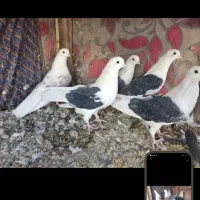 باسلام ازدم بدونه چونه دونه ای پانصدیاحق|پرنده|یزدان شهر, |دیوار