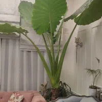 گل بابا آدم