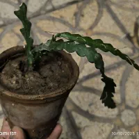 گل زیکزاکی خاص|گل و گیاه طبیعی|شیراز, کاراندیش|دیوار