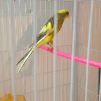 قناری ماده ابلغ کشیده بلند|پرنده|مشهد, ولیعصر (شهرک غرب)|دیوار