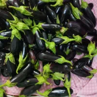 بادمجان کاشان