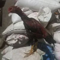 جوجه خروس لاری ۵ماهه از بهترین نژاد|حیوانات مزرعه|شاهین دژ, |دیوار