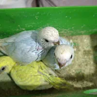 پرنده