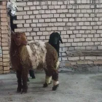 بره دوتا نر درجه یک