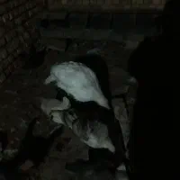 یک عدد بوقلمون نر و دو ماده ۴ میلیون