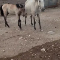 مادیون باکوره یک نریون|اسب و تجهیزات اسب‌سواری|اندیمشک, |دیوار