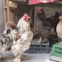 خروس. مرغ و  جوان وزن سنگین برهما  فیروزآباد فارس