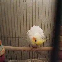 فروش عروس هلندی (اقای کاکولی وپسته خانم)