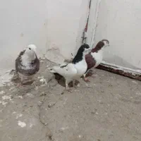 نر و ماده اصفهانی|پرنده|بروجرد, |دیوار