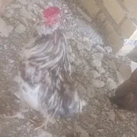 خروس گلین