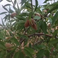 بادام گردو سیر و شیره و عسل