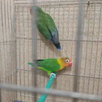 قناری تعداد عروس هلندی تعداد مرغ عشق تعداد|پرنده|اصفهان, رهنان|دیوار