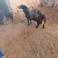 فروشی۲۰۰۰۰۰۰