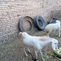 نری و بره .گوسفند. بز