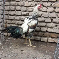خروس لاری