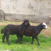 بره نر وماده