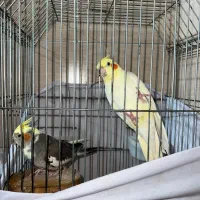 عروس هلندی نر و ماده (ماده دستی نر آواز خوان)