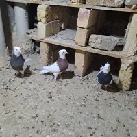 کبوتر طوقی|پرنده|اسفرورین, |دیوار
