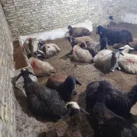 میش بره ۱۱عدد ۷ تا نزاییدن|حیوانات مزرعه|سلطانیه, |دیوار