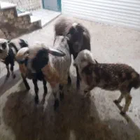 میش‌وبره،بز،بره،قوچ