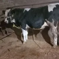 گوساله