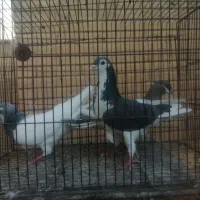 کفتر شهری|پرنده|شیراز, احمدآباد|دیوار
