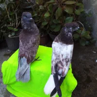 دوکبوتر جوجه کاکولی  لشت نشا به فروش میرسد