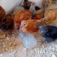 جوجه فروشی