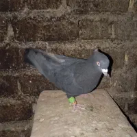 کبوتر‌بهبهانی