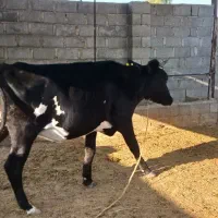 گاو ۶ ماه آبستن