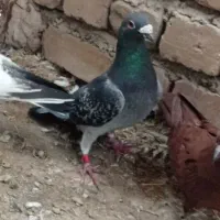 کبوتر پلاکی