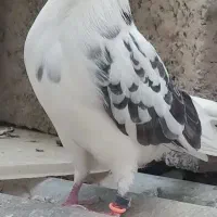 کبوتر اصیل پرشی