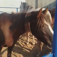 اسب|اسب و تجهیزات اسب‌سواری|پیشوا, |دیوار