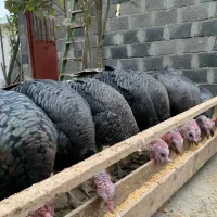 فروش بوقلمون و قوغاز