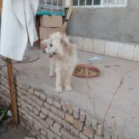 سگ پا کوتاه
