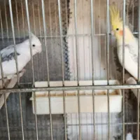 عروس هلندی|پرنده|شیروان (خراسان), |دیوار