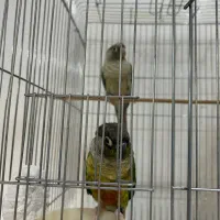 گرین چیک مولد(یلوساید و پاین اپل)