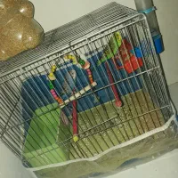 دو عدد مرغ عشق نر و ماده با دو تخم|پرنده|شهریار, دهشاد پائین|دیوار