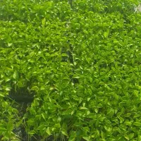 گلخانه|خدمات باغبانی و درختکاری|مسجد سلیمان, |دیوار