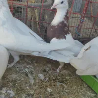 کبوتر  سفید و طوقی|پرنده|خنج, |دیوار