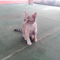 واگذاری رایگان بچه گربه 3ماهه