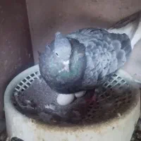 دم سفید|پرنده|اهواز, زیتون کارمندی|دیوار