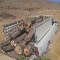 خرید چوب و درخت|خدمات باغبانی و درختکاری|نهاوند, |دیوار