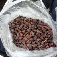 فروش ۷ تن کشمش آفتابی