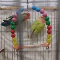 کوتوله جفت کارداده